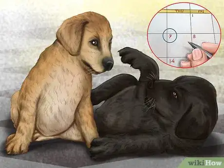 Image titled Prepare Your Small Dog for Apartment Living Step 16