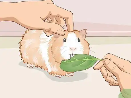 Image titled Prepare for Your New Guinea Pig Step 18
