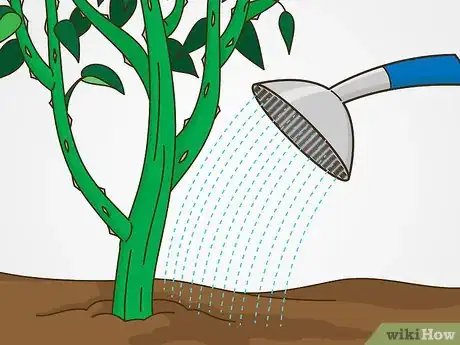 Image titled Maintain Roses Step 1
