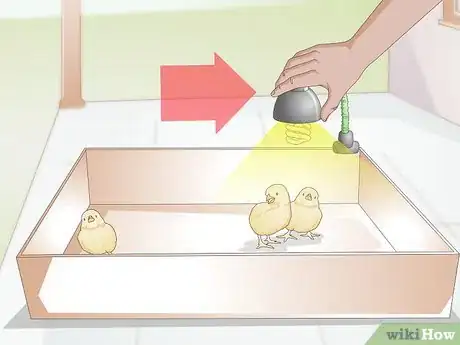 Image titled Properly Care for Your Chicks and Older Chickens Step 3