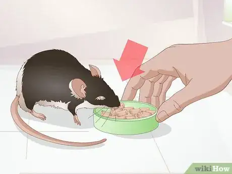 Image titled Prevent and Treat Overgrown Teeth in Mice Step 1