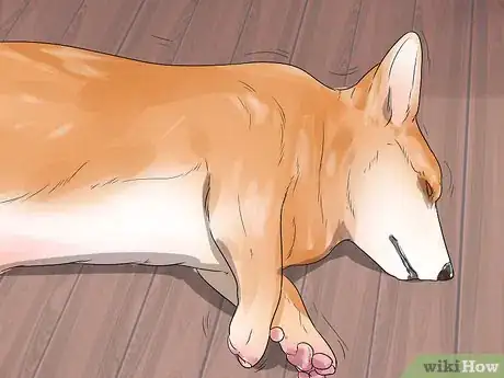 Image titled Care for a Dog with Brain Cancer Step 10