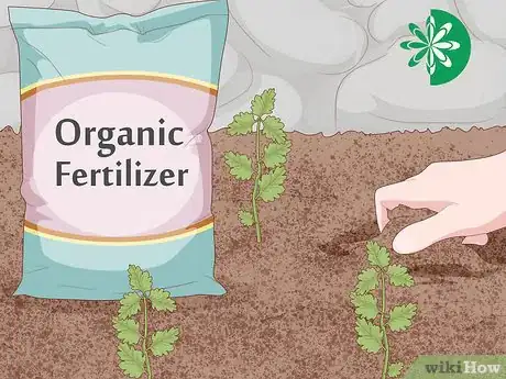 Image titled Grow Feverfew Step 10