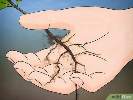 Image titled Grow Flowering Dogwood Step 2