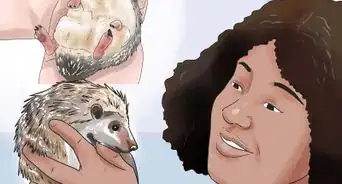 Care for African Pygmy Hedgehogs