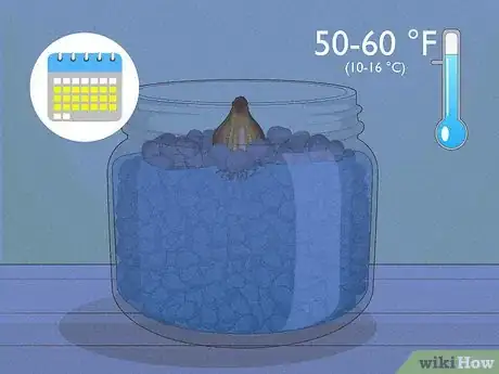 Image titled Force Daffodils Indoors Step 20