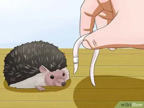 Image titled Help Your Hedgehog Get Used to Handling Step 11