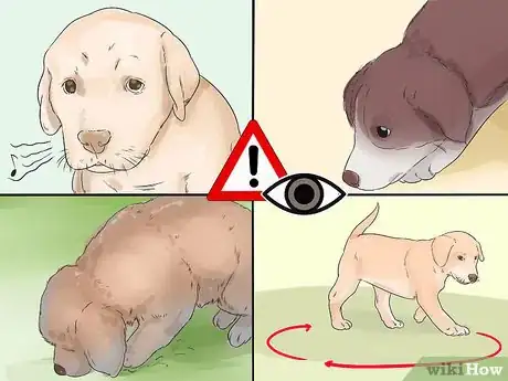 Image titled House Train Your Dog in Less than a Week Step 4