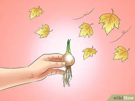 Image titled Transplant Bulbs Step 2