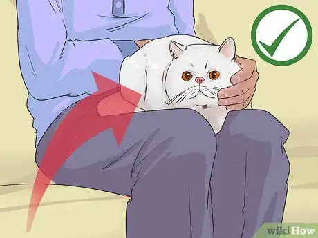 Image titled Identify an Exotic Shorthair Cat Step 7