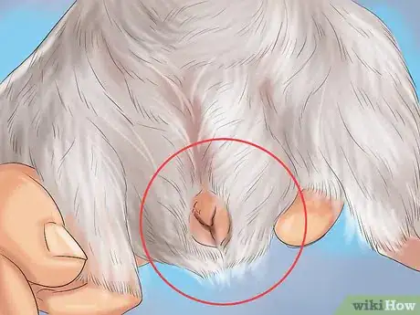 Image titled Choose a Pet Guinea Pig Step 10