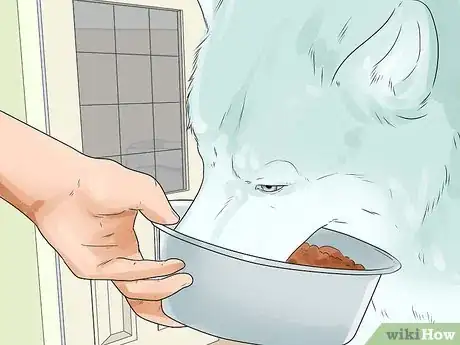 Image titled Take Care of an Alaskan Husky Step 13