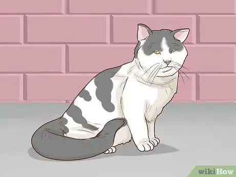 Image titled Handle Degenerative Joint Disease in Cats Step 14