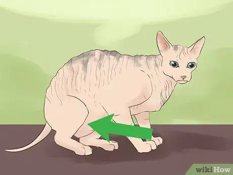 Image titled Identify a Sphynx Cat Step 5