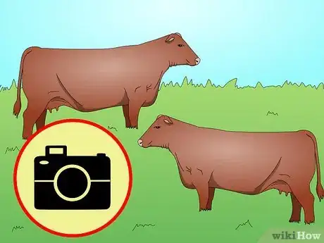 Image titled Identify Red Angus Cattle Step 4