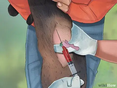 Image titled Tell if a Goat Is Pregnant Step 11