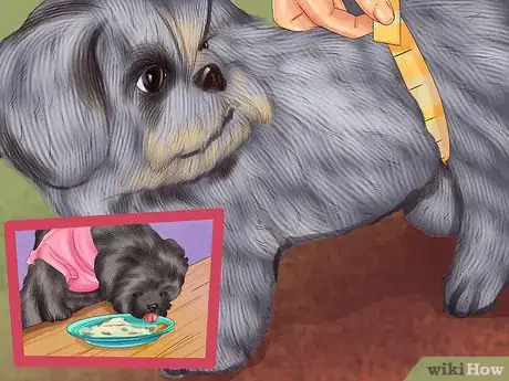 Image titled Treat Patellar Luxation in Shih Tzus Step 11