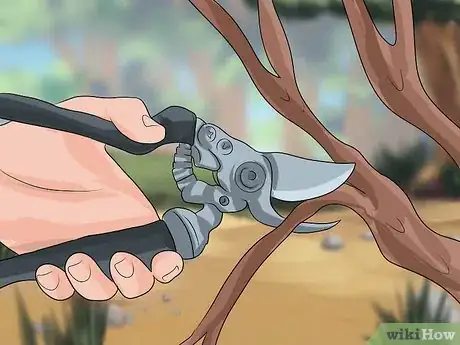 Image titled Care for Frangipanis Step 14