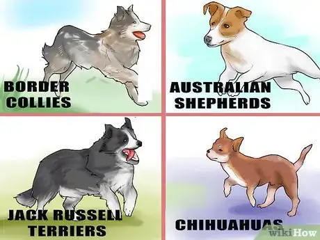 Image titled Groom a Hyper Dog Step 1