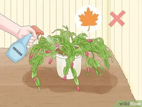 Image titled Get a Christmas Cactus to Bloom Step 10