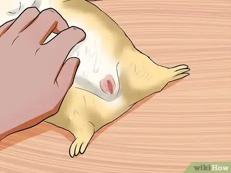 Image titled Buy a Healthy Guinea Pig Step 9