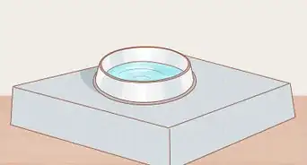 Take Care of a Mother Cat Before and After Having Kittens