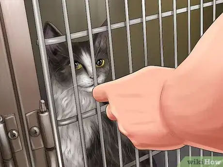 Image titled Choose a Kid Friendly Cat Step 5