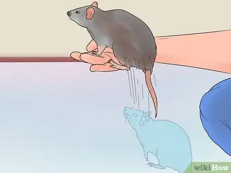Image titled Exercise a Pet Rat Step 8