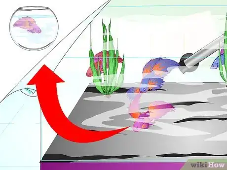 Image titled Make a Female Betta Community Step 15