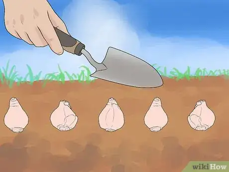 Image titled Plant Bulbs in Grass Step 17