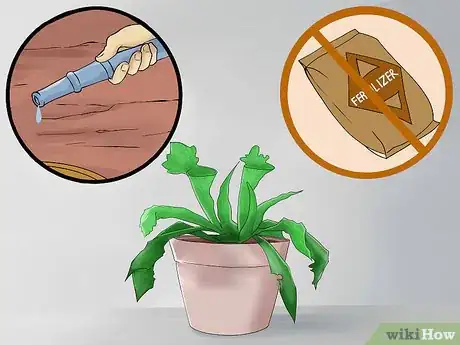 Image titled Grow Sarracenia (North American Pitcher Plants) Step 9