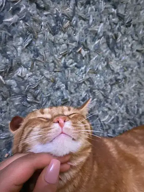 Image titled Hyatt Pet 1