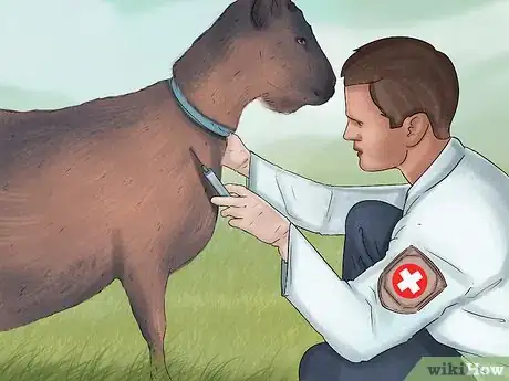 Image titled Tell if a Goat Is Pregnant Step 15