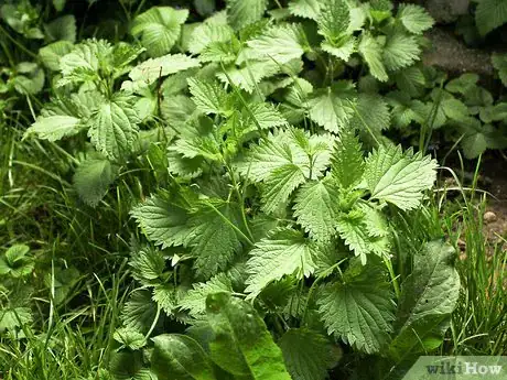 Image titled Eat Stinging Nettles Step 11