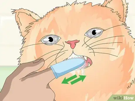 Image titled Keep Your Cat Clean Step 11