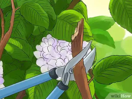 Image titled Prune a Snowball Bush Step 9