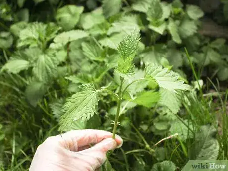 Image titled Eat Stinging Nettles Step 13