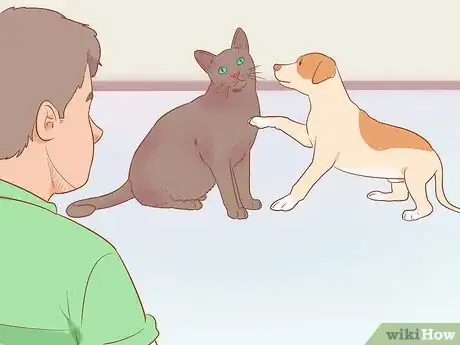 Image titled Keep a Pet When You Have Cats Step 11