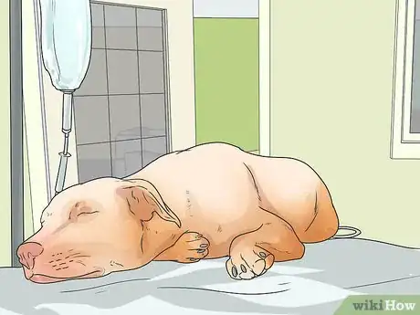 Image titled Prevent Canine Leptospirosis Step 14