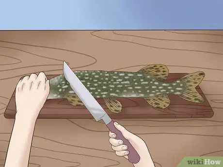 Image titled Clean and Fillet a Northern Pike Step 1