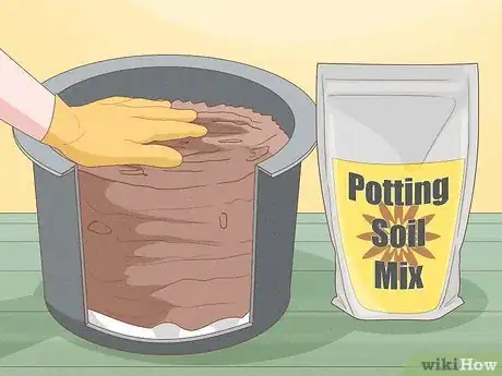 Image titled Grow Leeks from Leeks Step 8