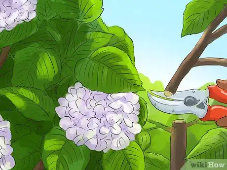 Image titled Prune a Snowball Bush Step 8