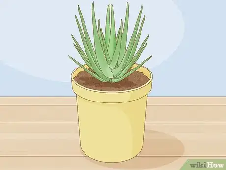 Image titled Choose Succulents Step 2