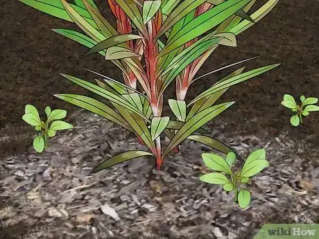 Image titled Grow Gaura Step 19