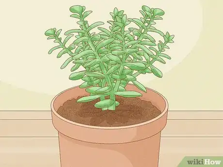 Image titled Choose Succulents Step 1
