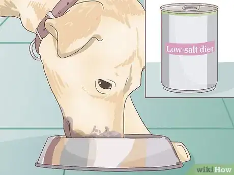 Image titled Treat Cardiac Disease in Older Dogs Step 9