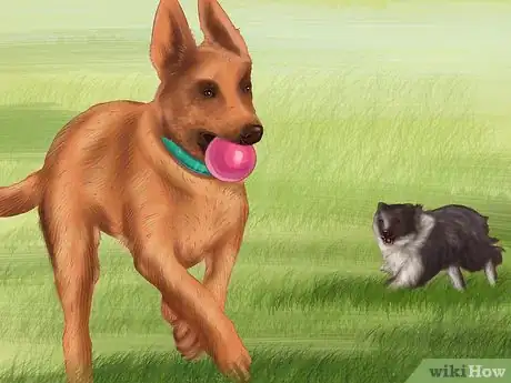 Image titled Give Your Large Dog Enough Exercise Step 8