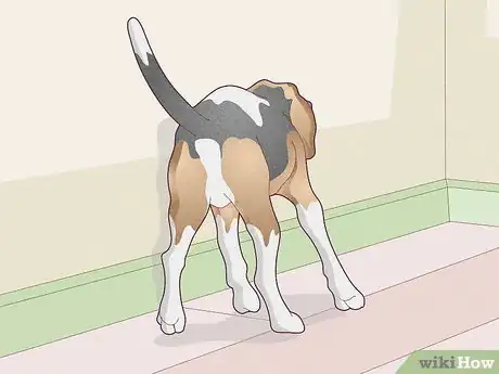 Image titled Treat Vestibular Disease in Dogs Step 3