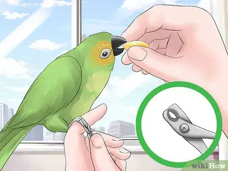 Image titled Keep a Conure Groomed Step 6