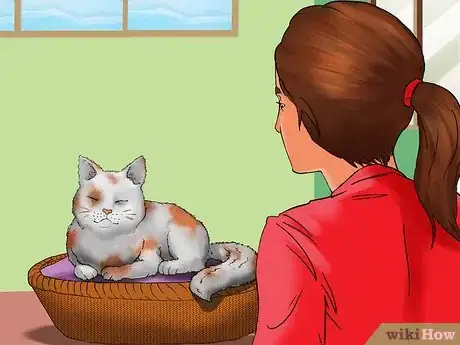 Image titled Take Care of Your Aging Cat Step 9